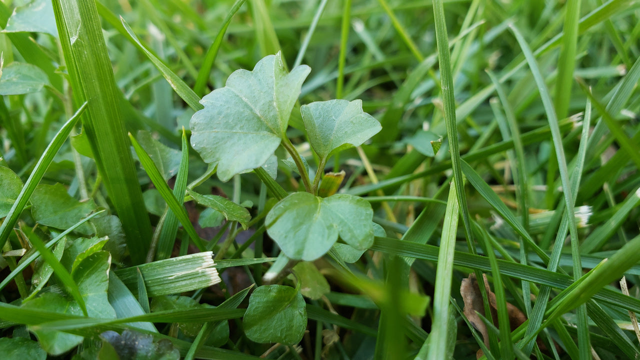 Choosing a Herbicide? Ask These Questions First!