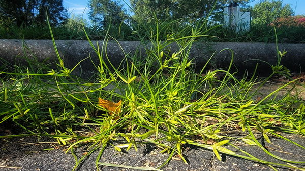 How to Control Nutsedge: Yellow Nutsedge, Purple Nutsedge