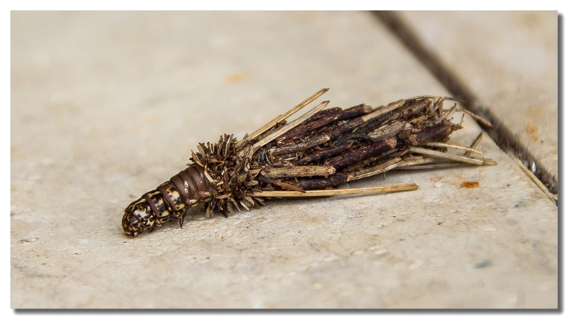 Bagworm Control