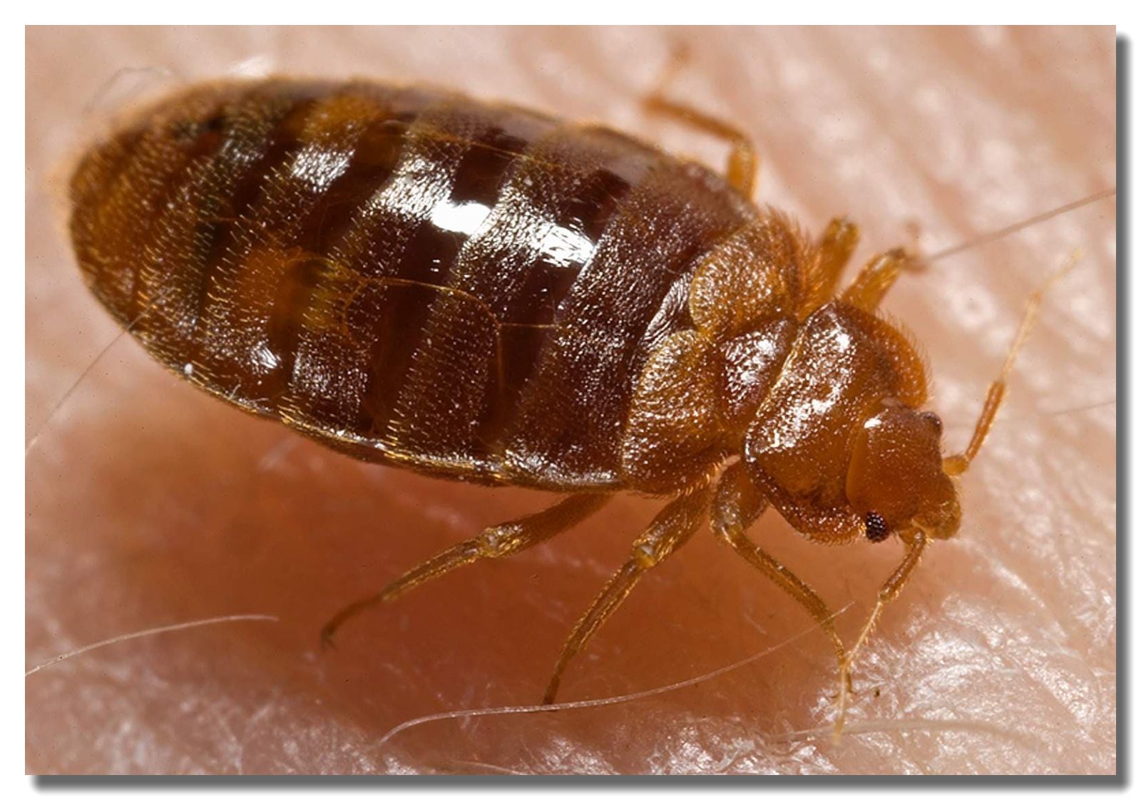 Bed Bug Control