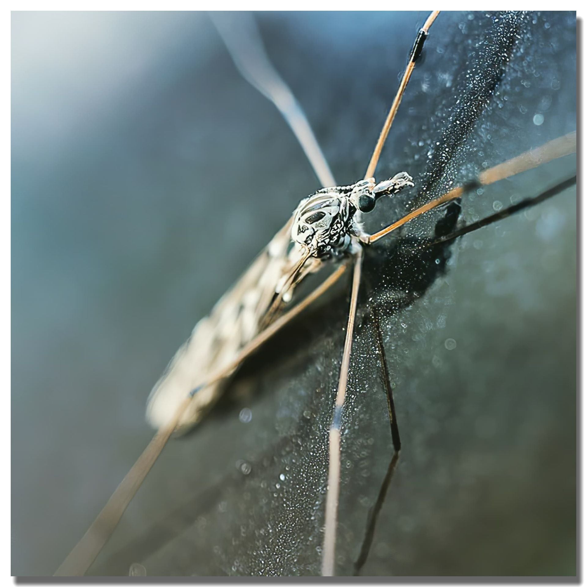 Crane Fly Control