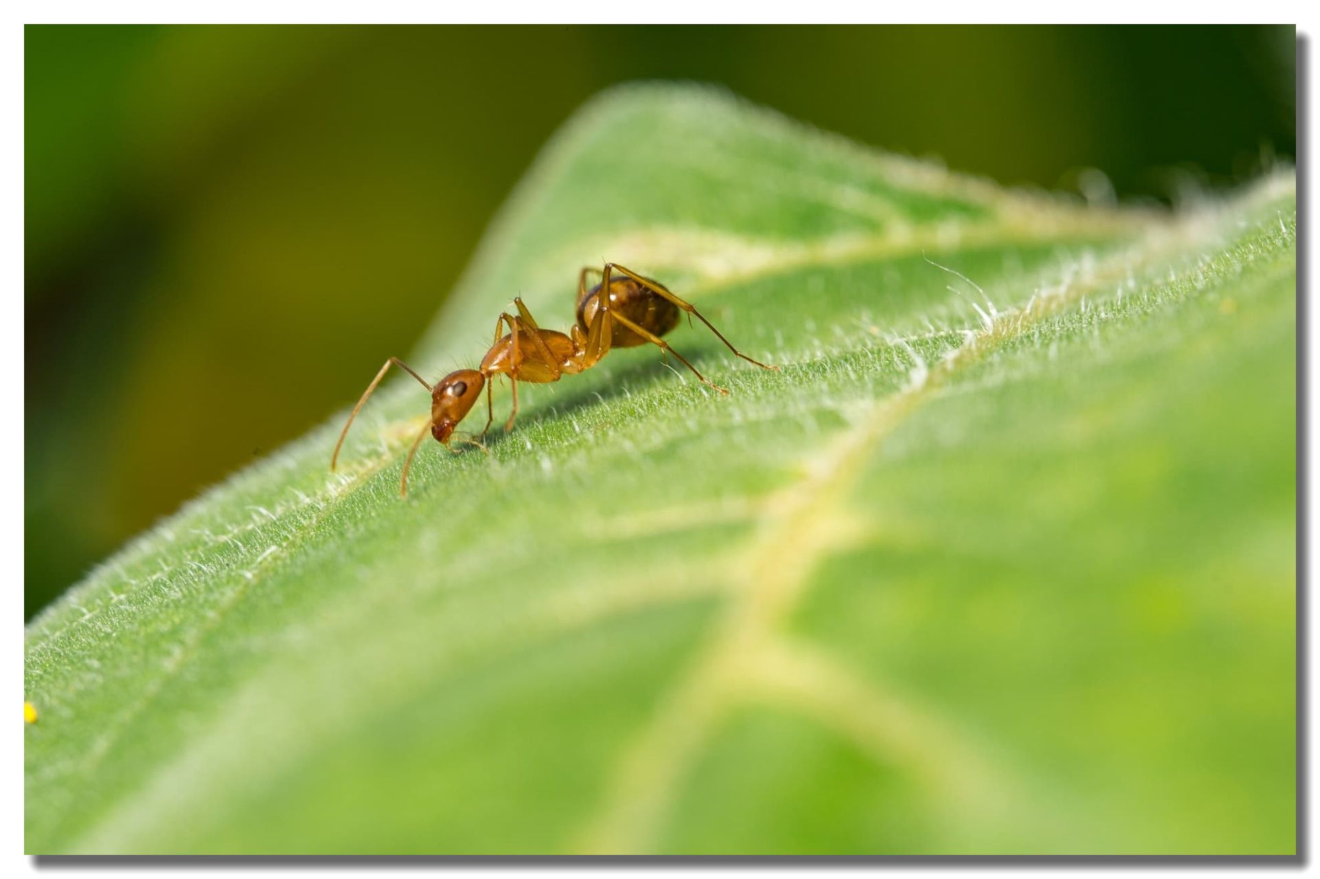 Crazy Ant Control