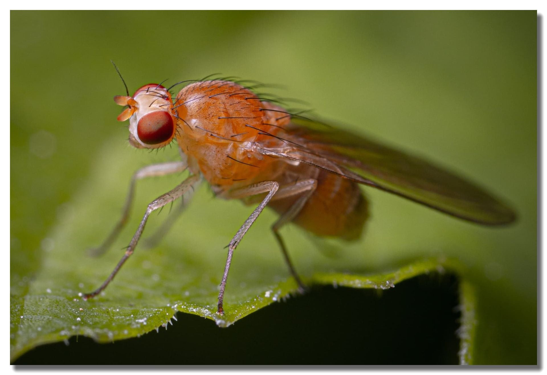 Fruit Fly Control