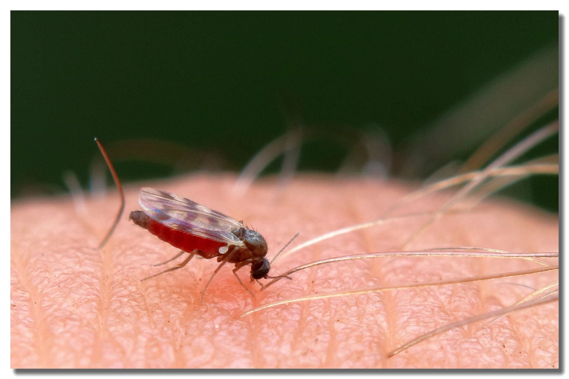 Midge Control