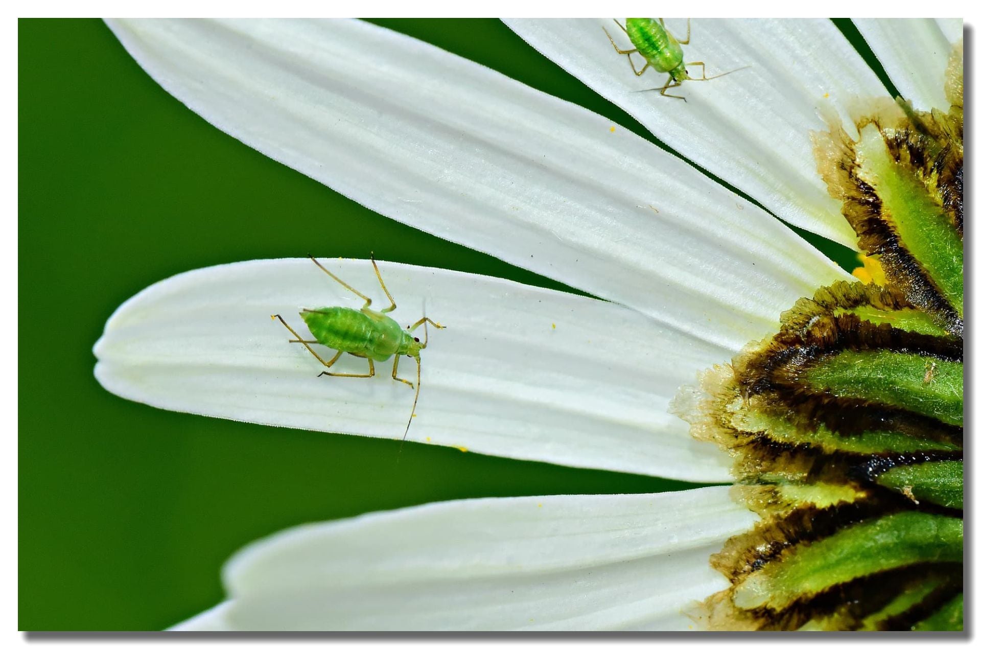 Aphid Control