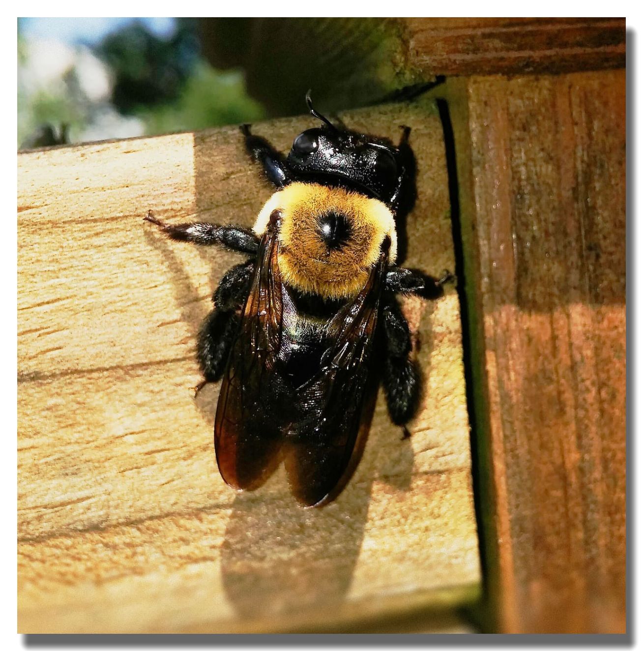 Carpenter Bee Control