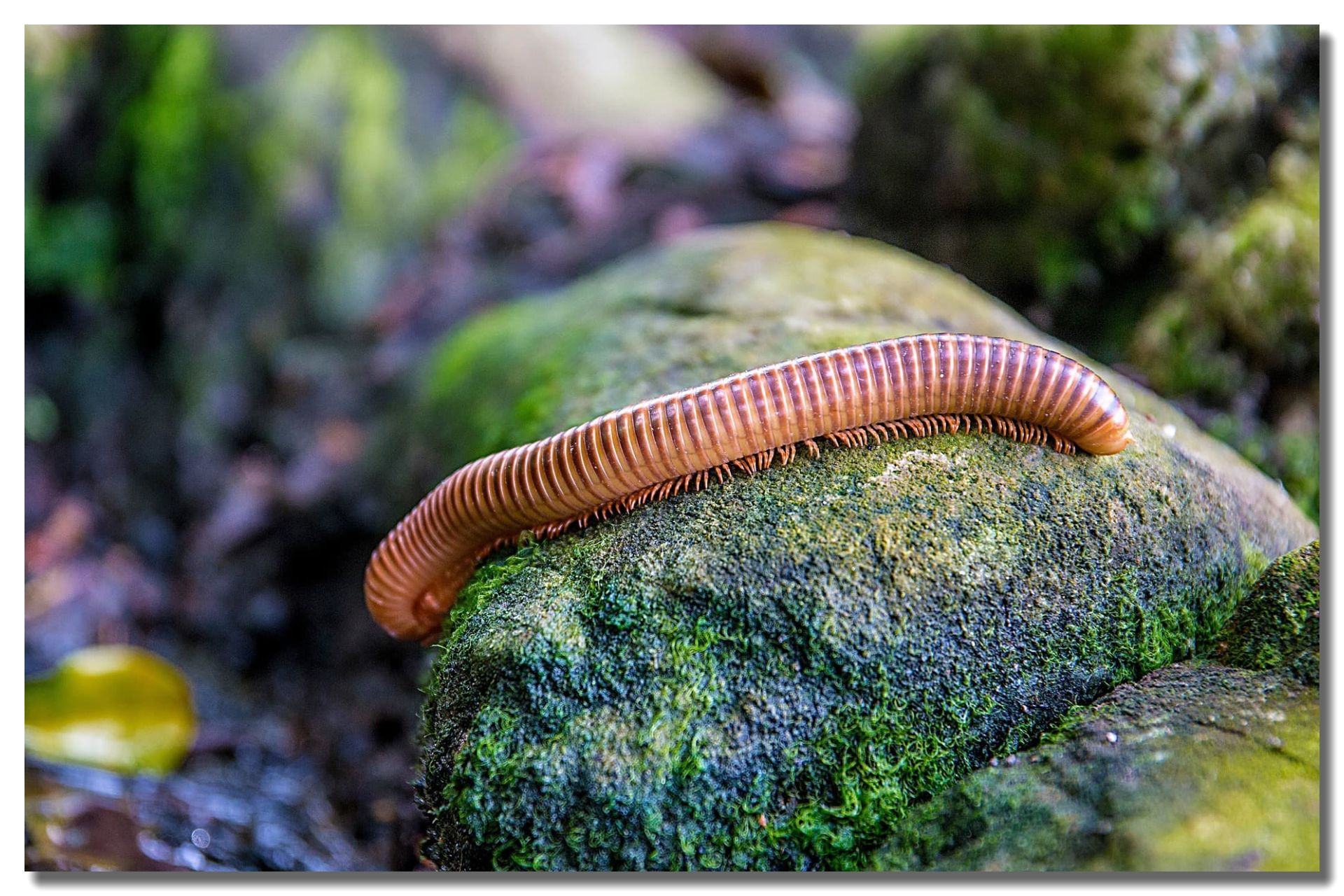 Millipede Control