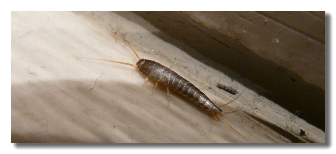 Silverfish Control