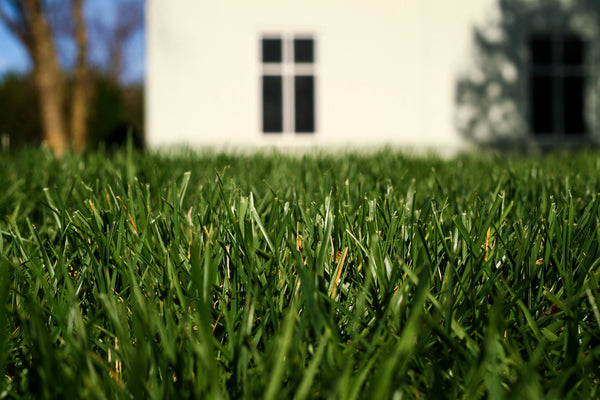 Grass lawn