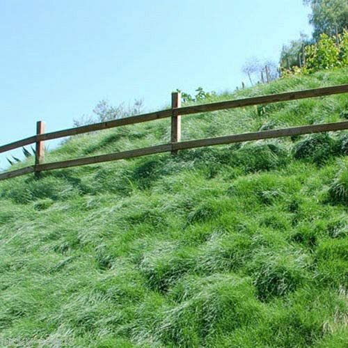 Creeping Red Fescue Grass (Festuca rubra) | Quality Fescue Seed | Lawn and Pest Control