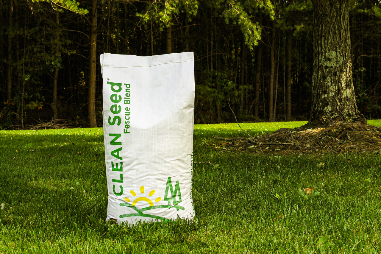 Clean Seed Fescue Blend: 3-Way Turf-type Tall Fescue