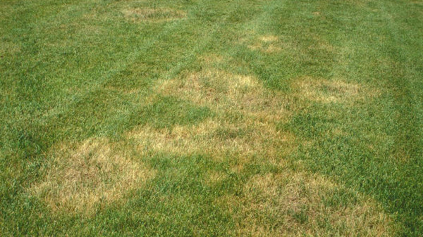 A HomeOwner's Guide to Fungus Control in Tall Fescue
