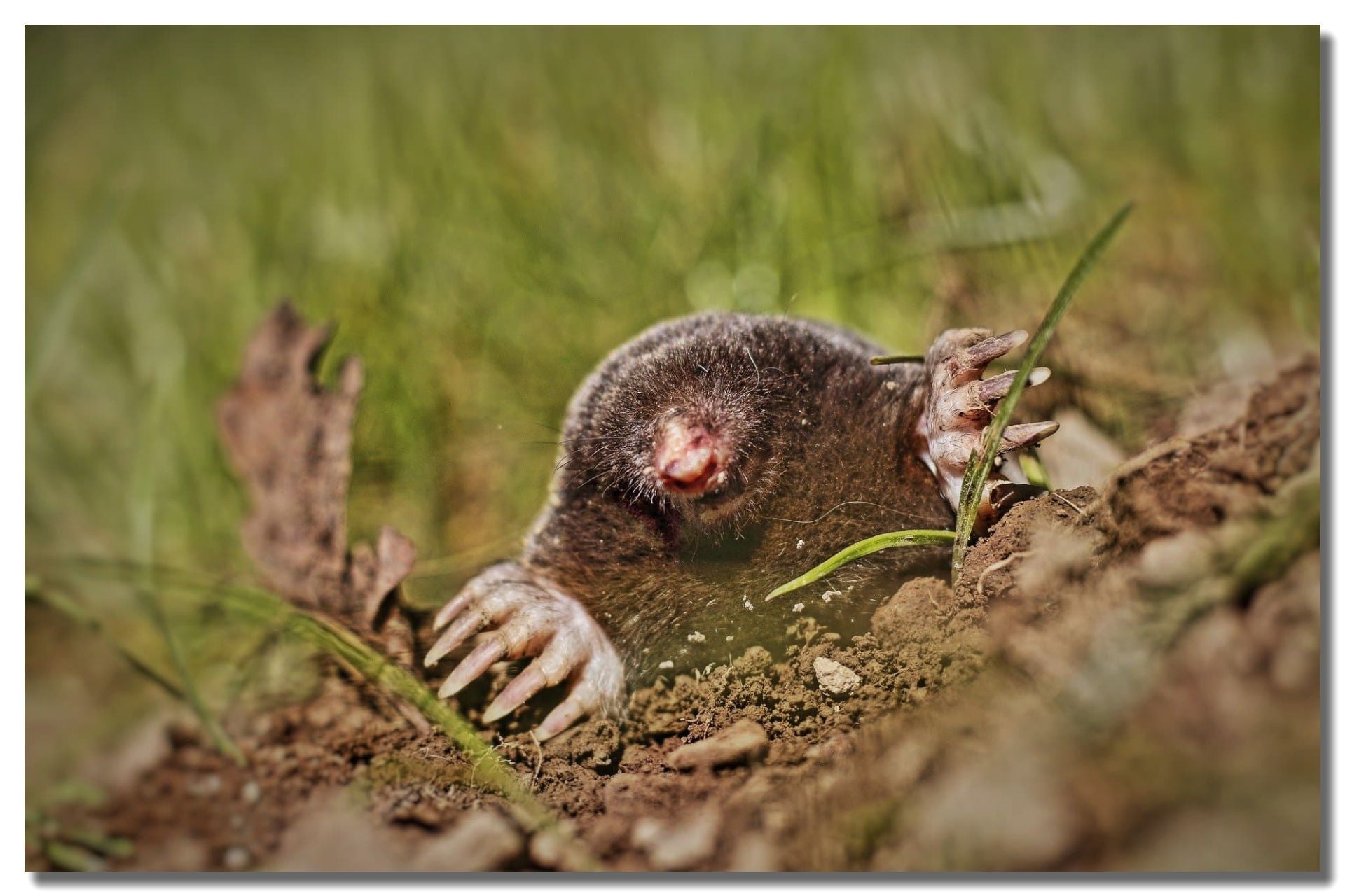 Mole Control