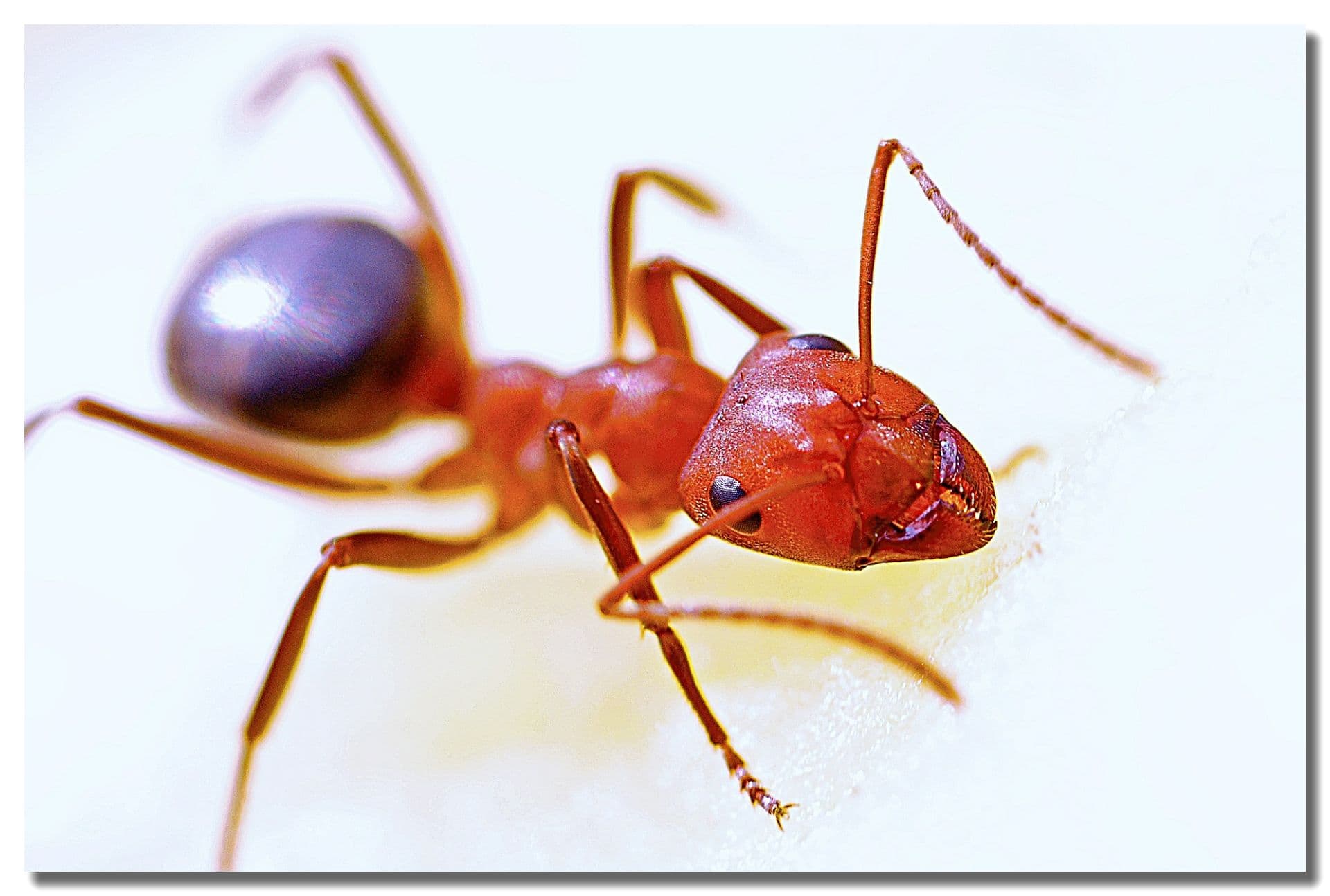 Fire Ant Control