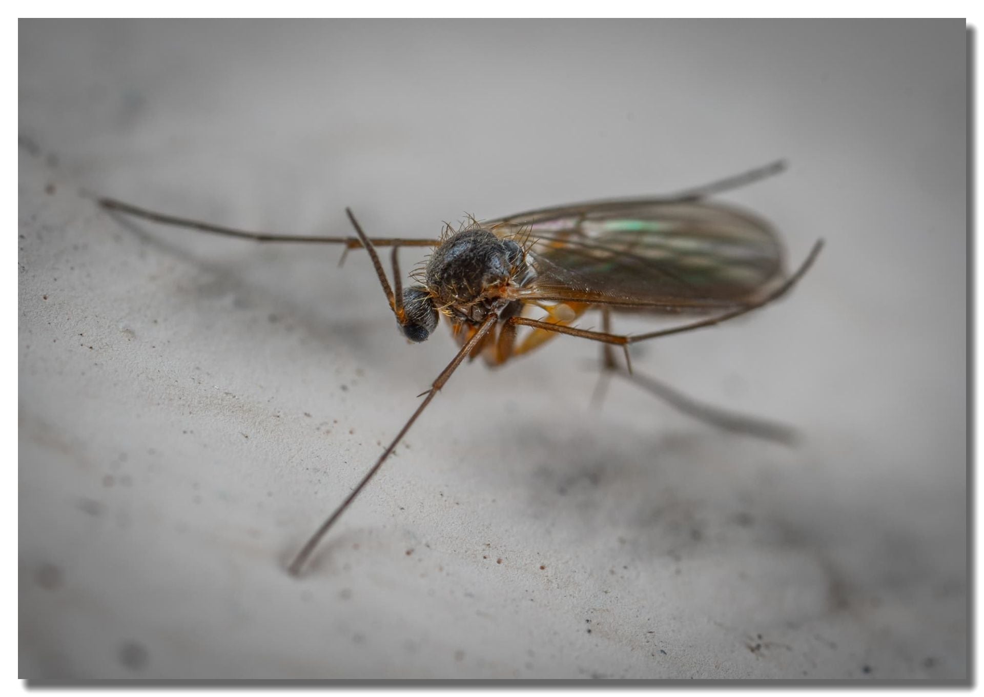 Fungus Gnat Control