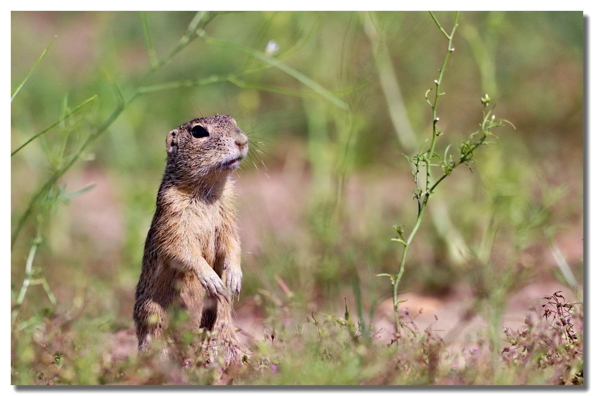 Gopher Control