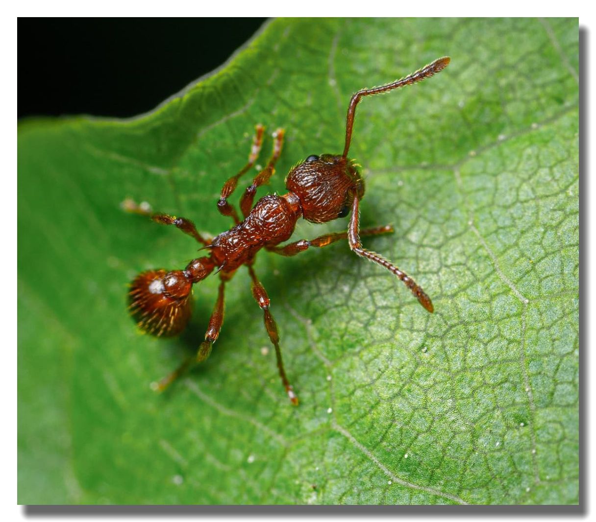Harvester Ant Control