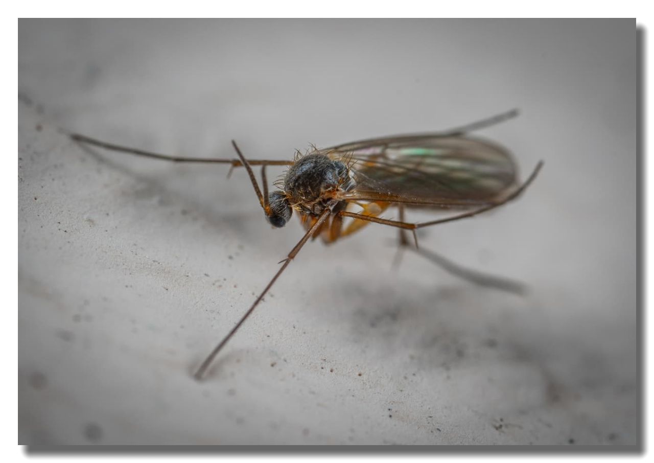 Noseeum Control