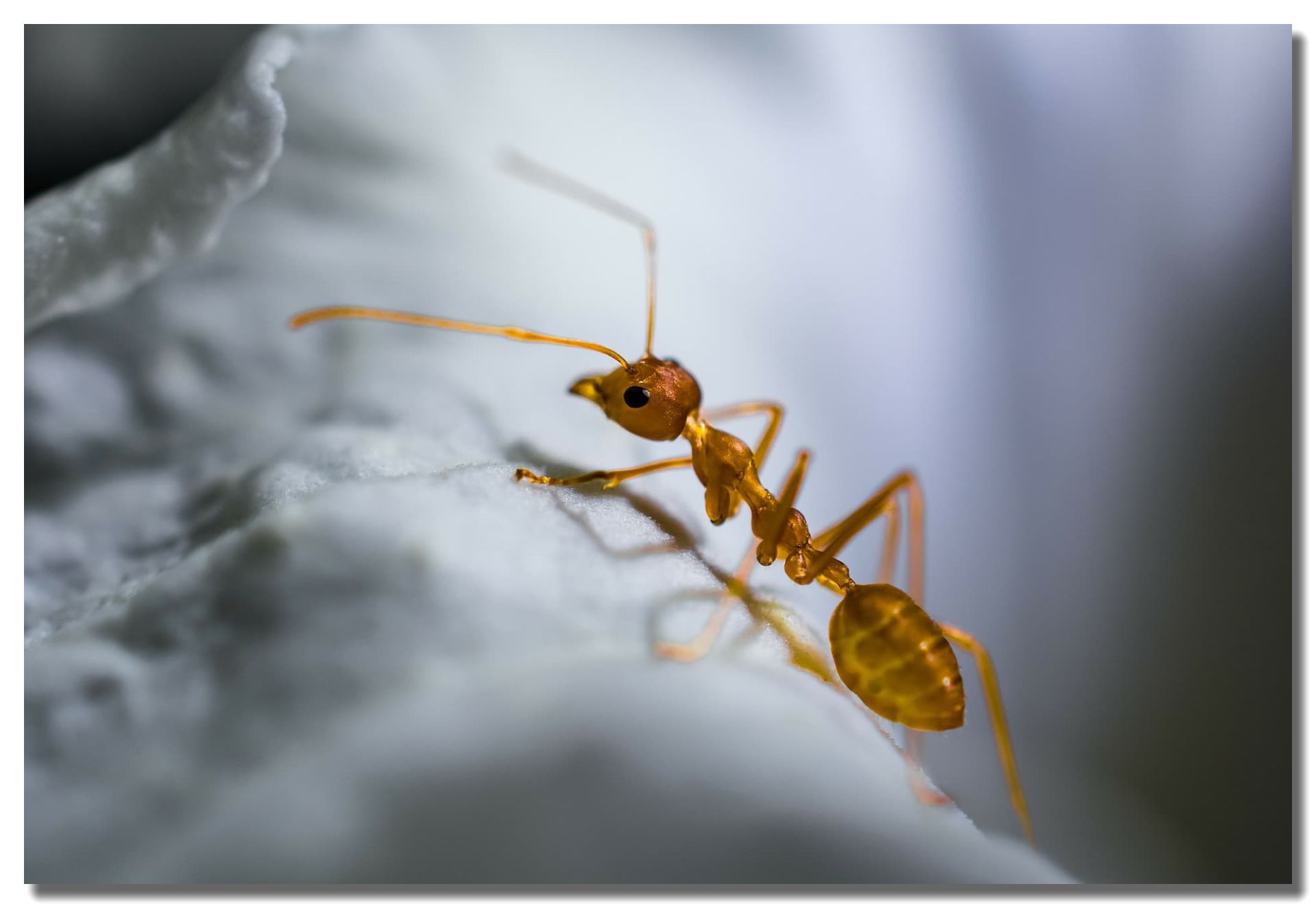 Pharaoh Ant Control