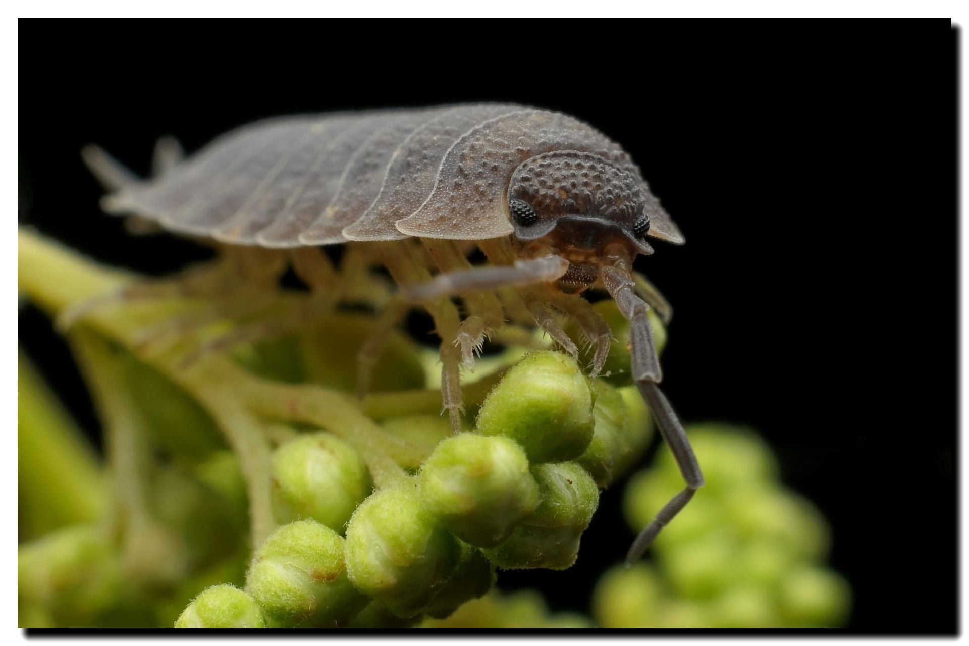 Pillbug / Roly Poly Control
