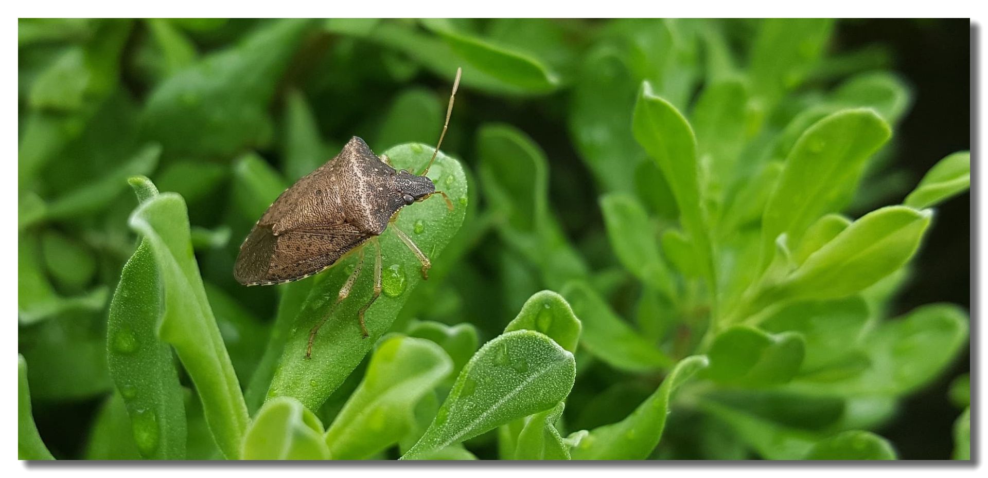 Stink Bug Control