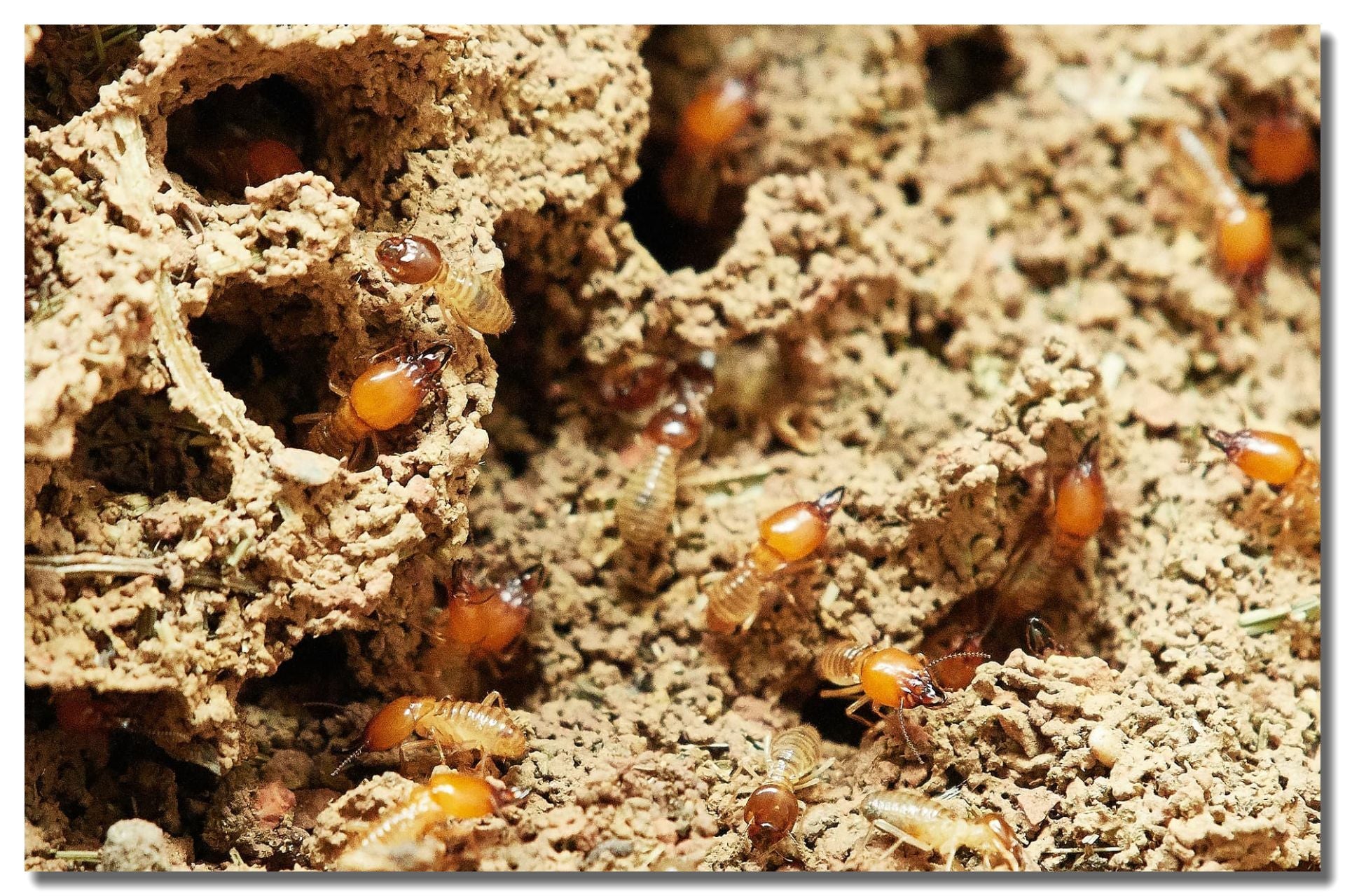 Termite Control