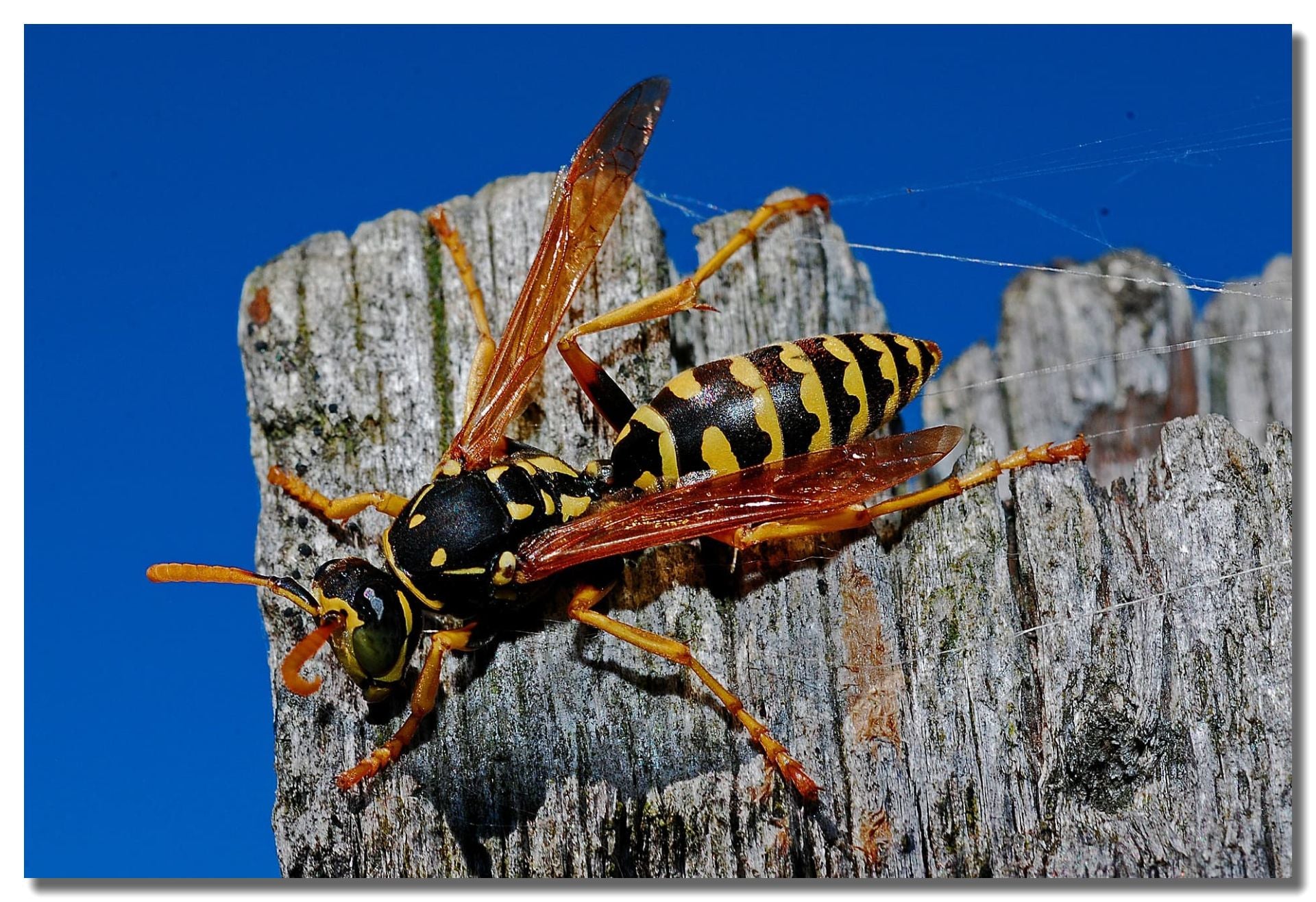 Wasp & Hornet Control