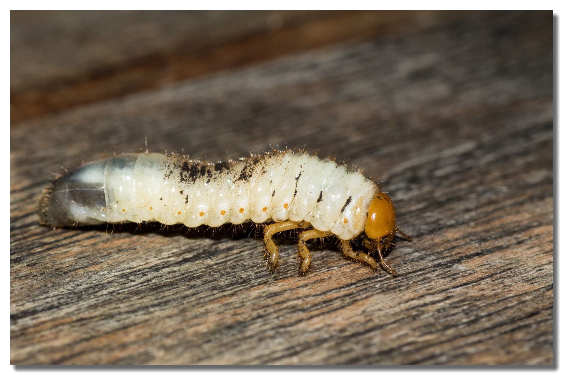 Grub Control