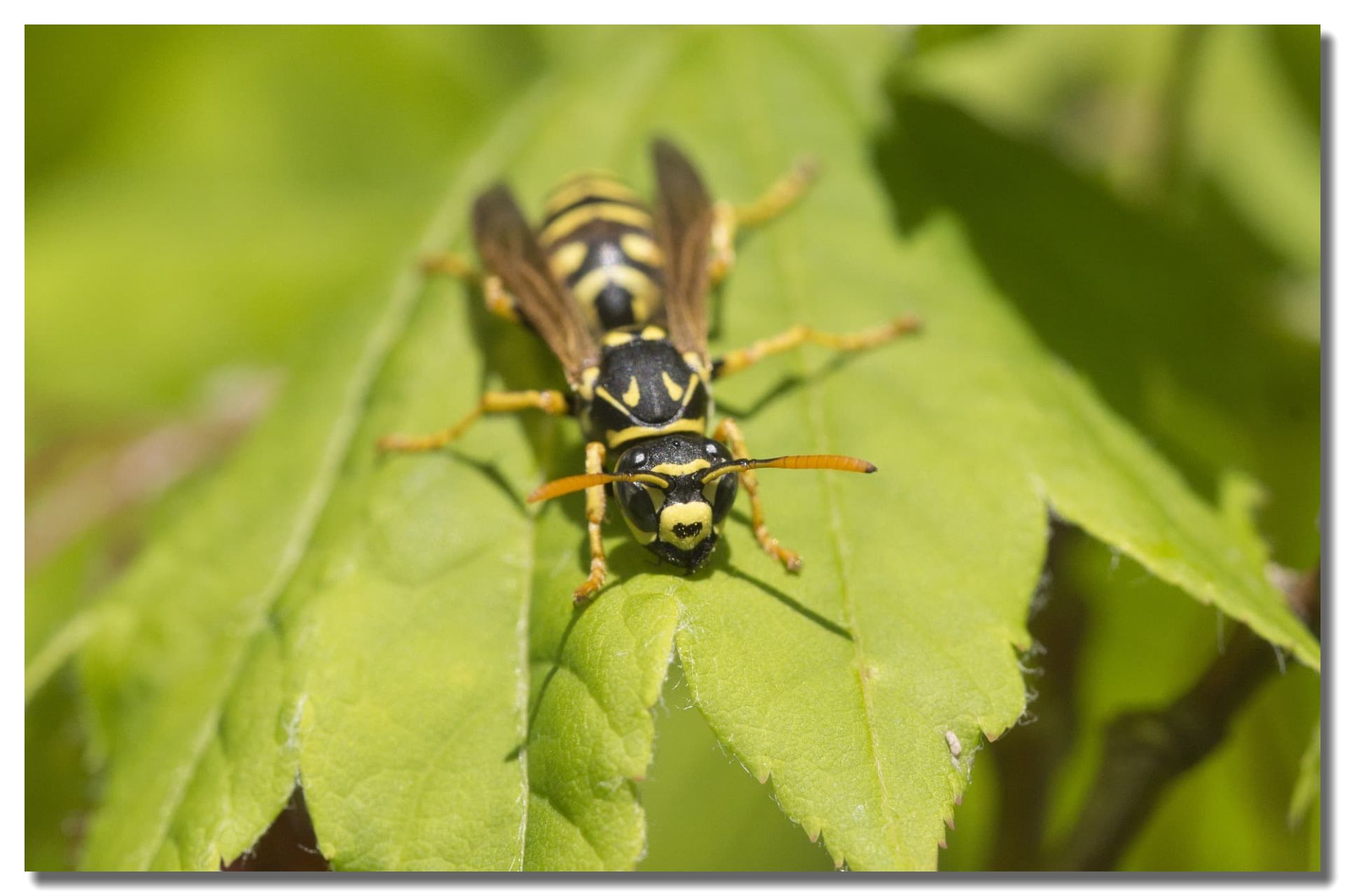 Yellow Jacket Control