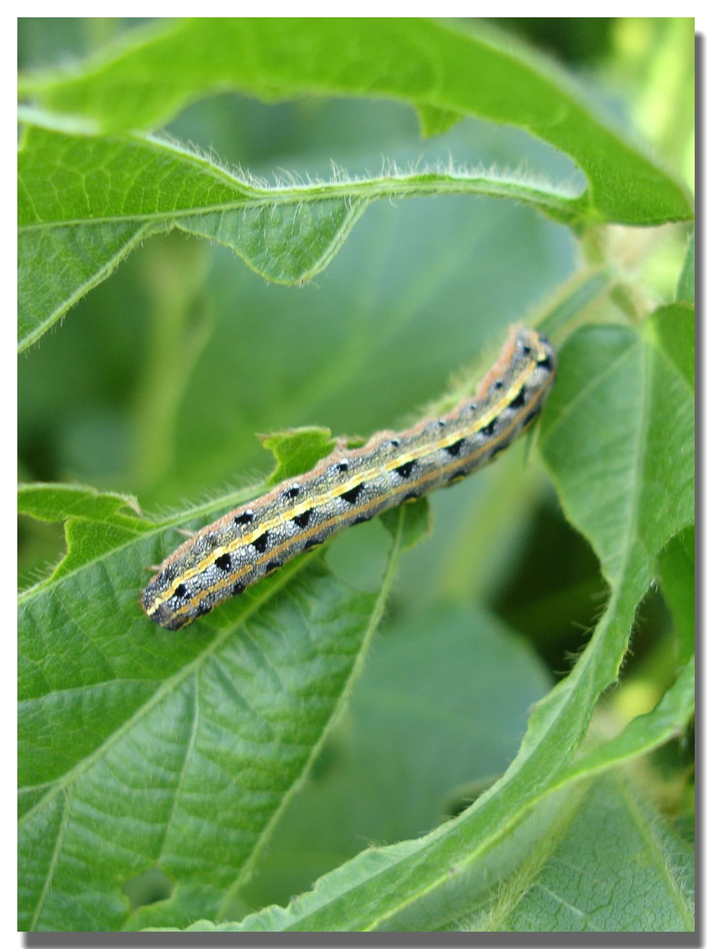 Armyworm Control