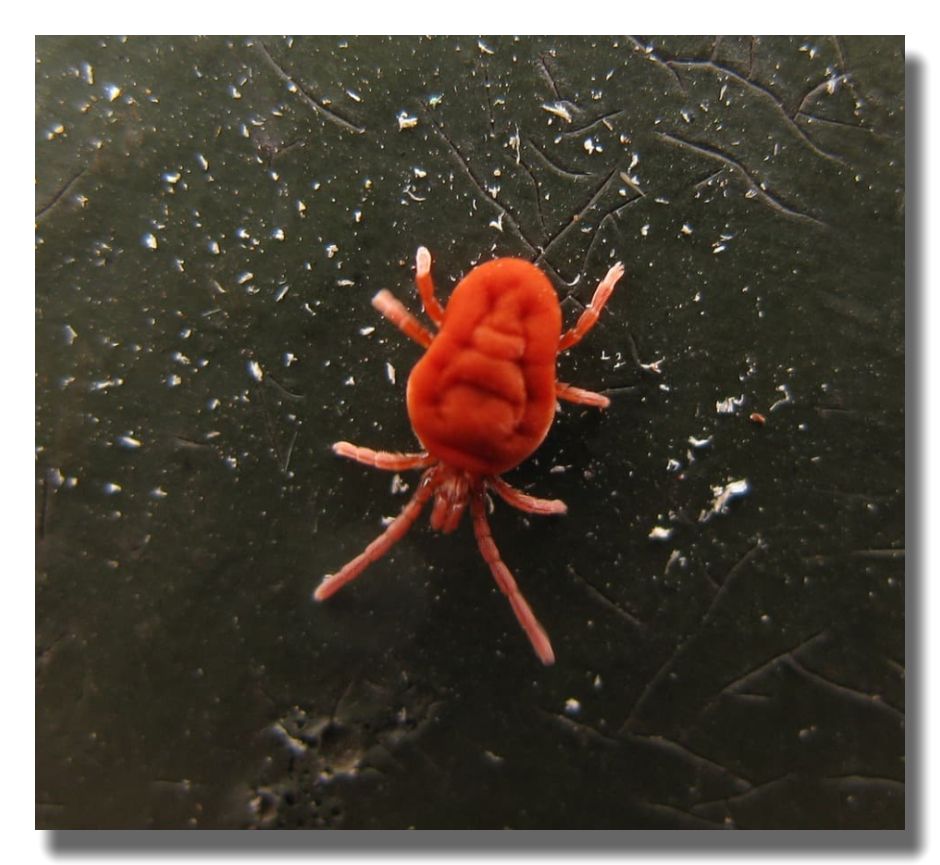 Mite Control
