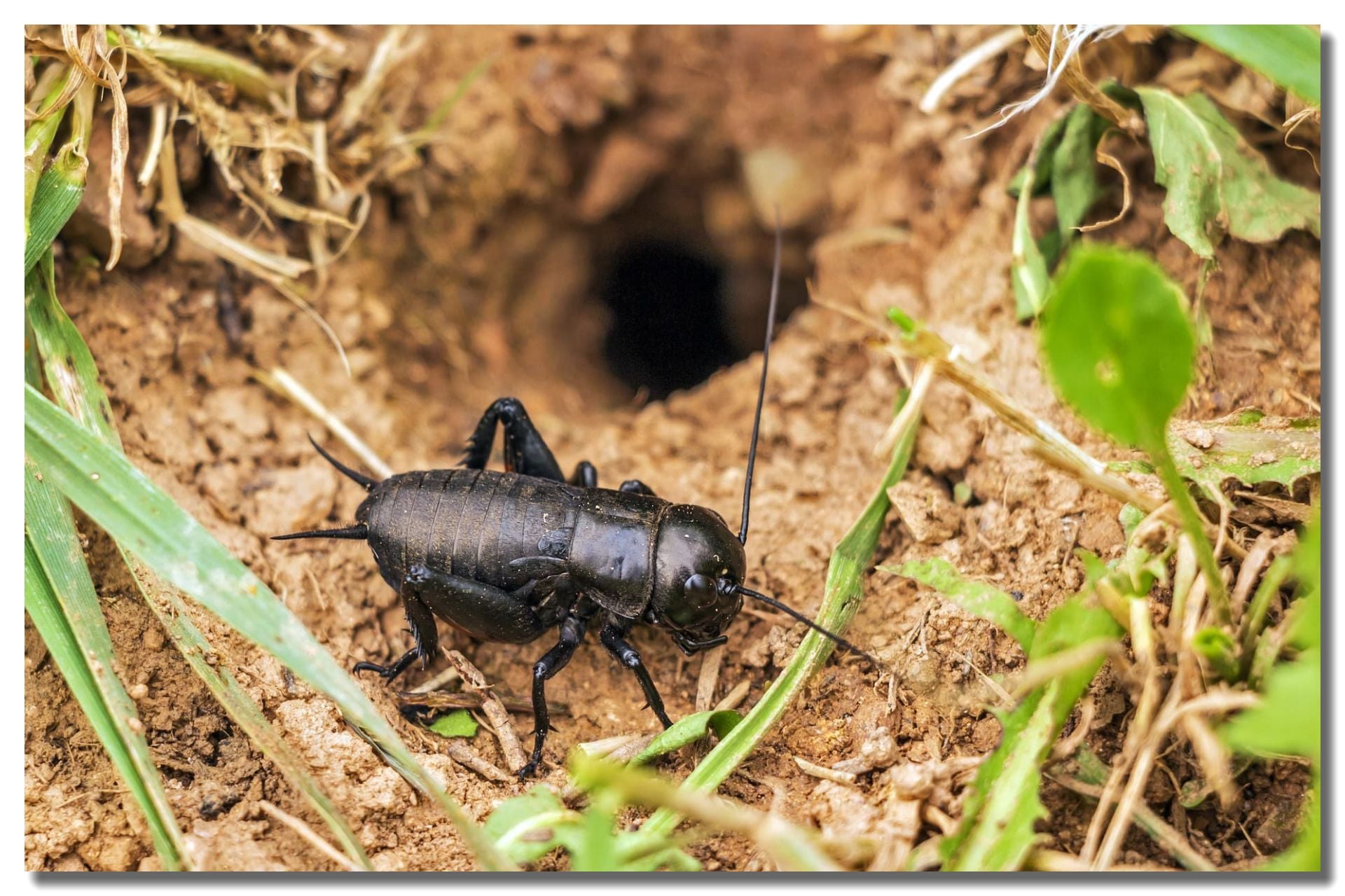 Cricket Control