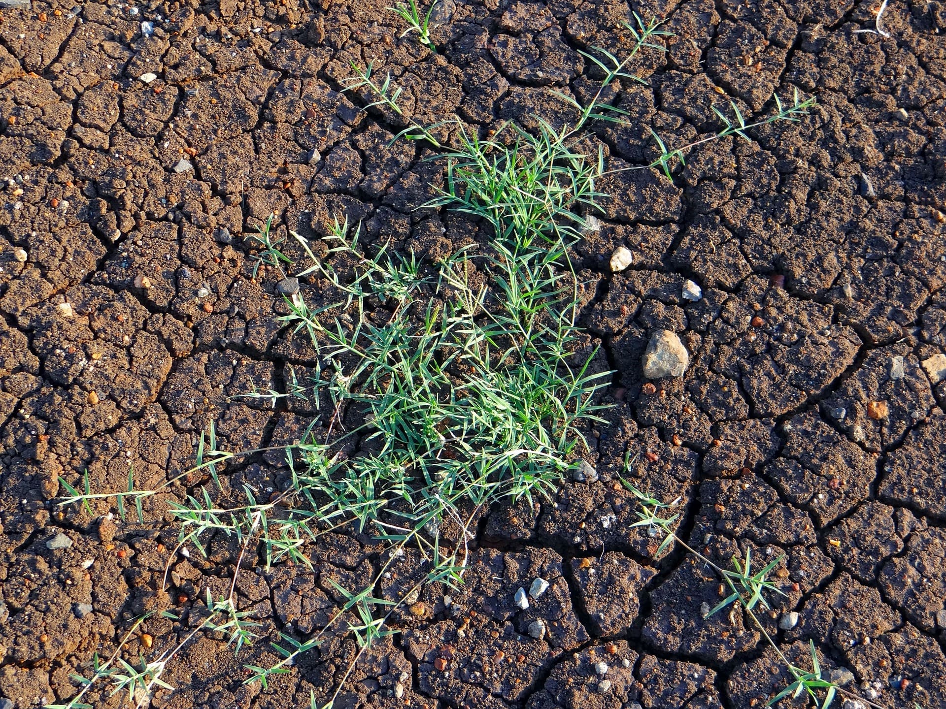 Bermudagrass Herbicides