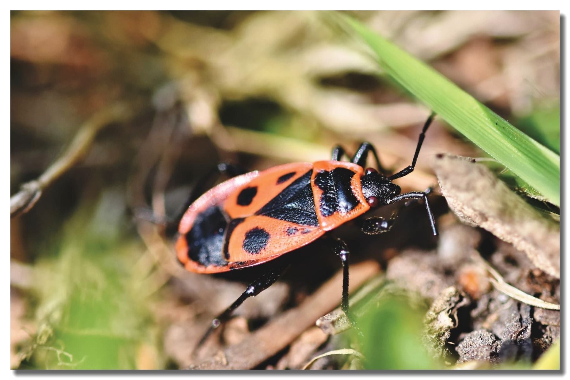 Boxelder Bug Control