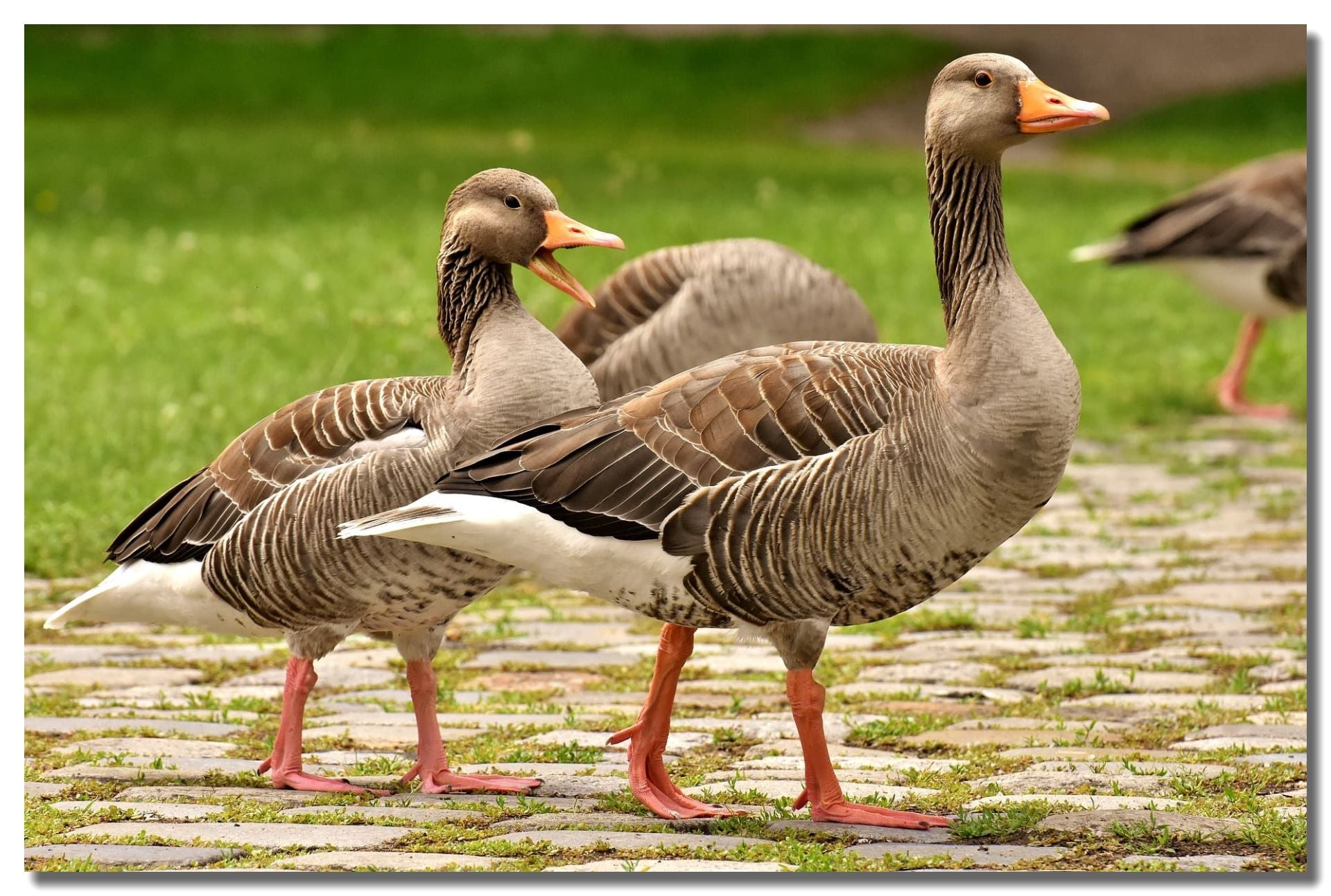 Goose Control
