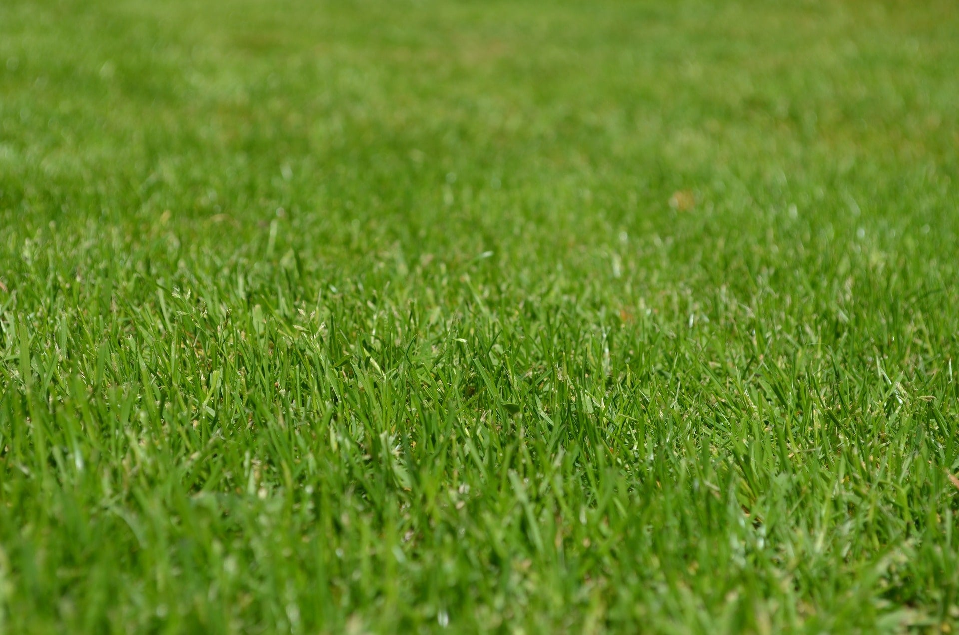 Zoysiagrass Herbicides