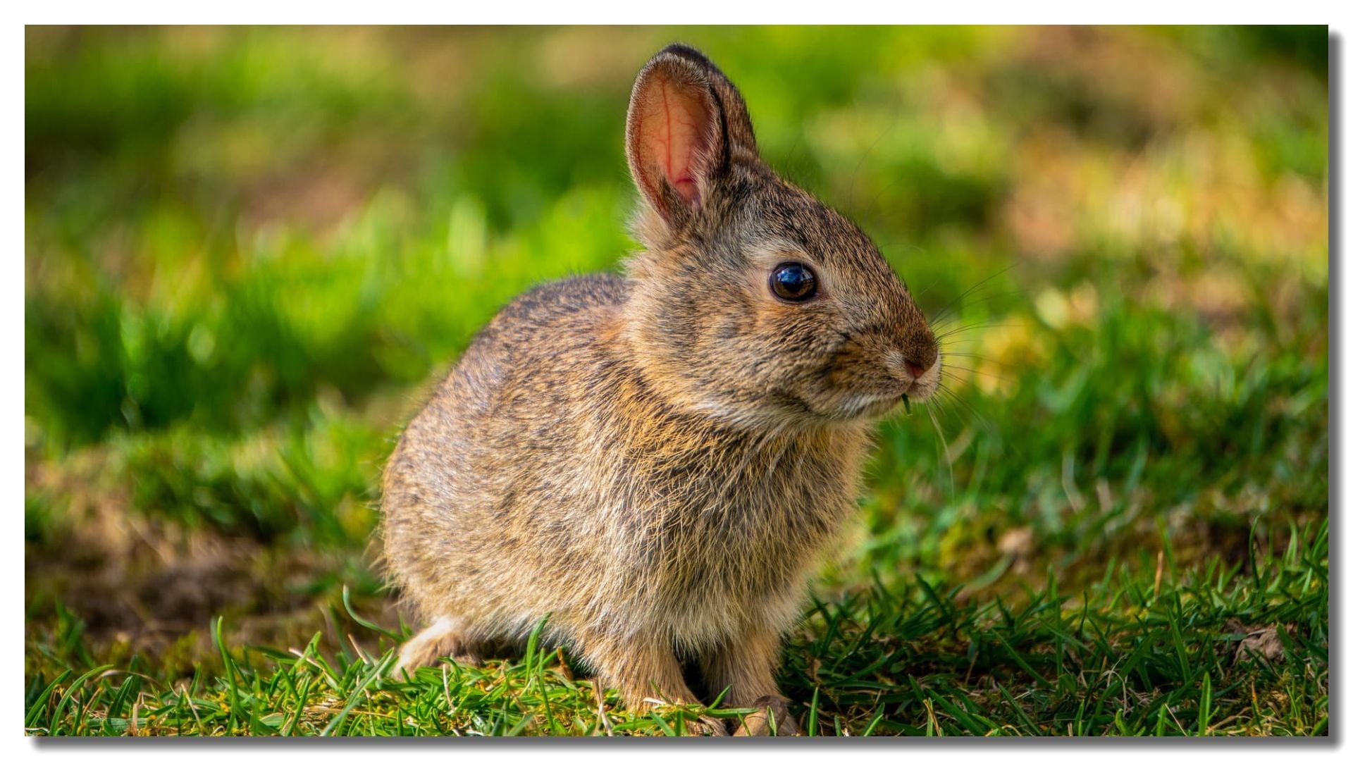 Rabbit Control