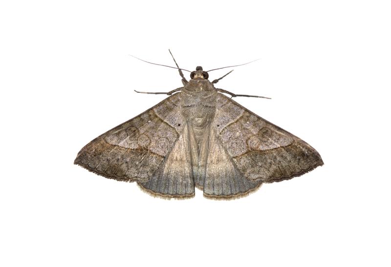 Moth Control