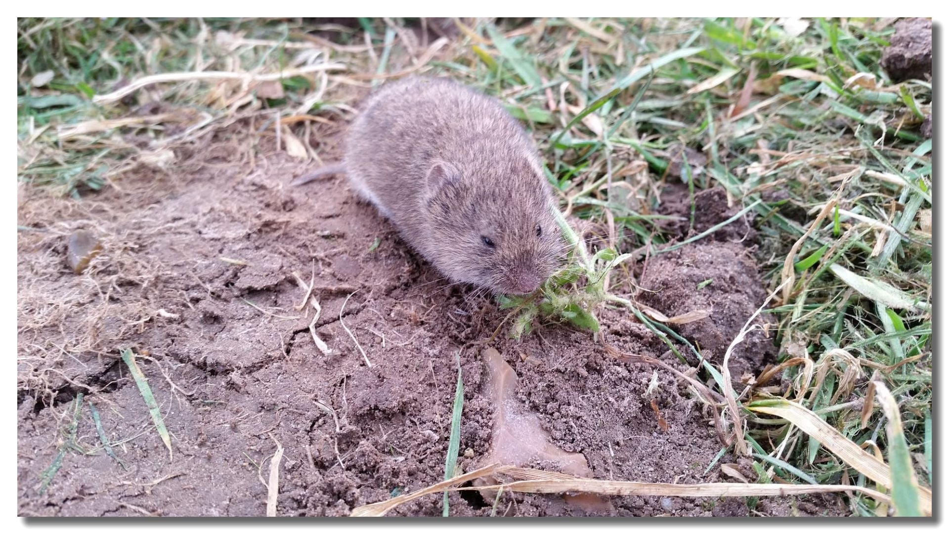 Vole Control