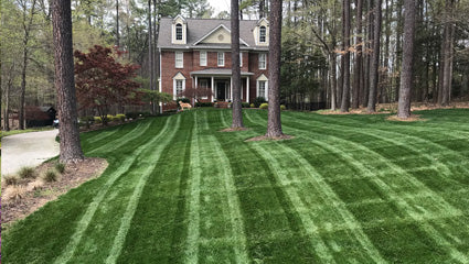 Crown Jewel Tall Fescue Blend - 50lbs